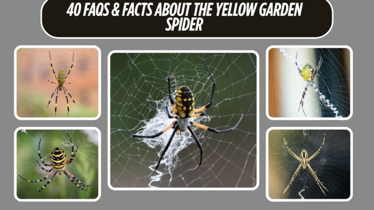 40 FAQs & Facts About the Yellow Garden Spider