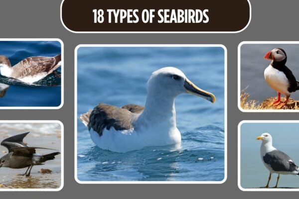 18 Types of Seabirds