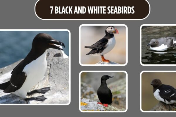 7 Black and White Seabirds