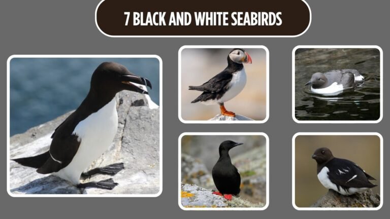 7 Black and White Seabirds