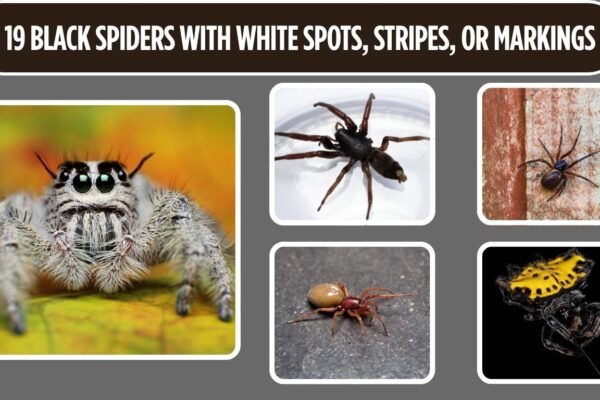 19 Black Spiders with White Spots