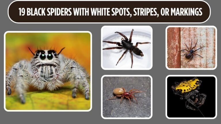 19 Black Spiders with White Spots, Stripes, or Markings