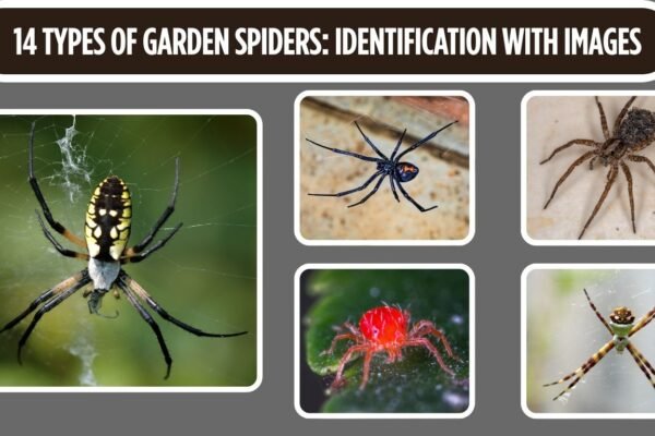 14 Types of Garden Spiders: Identification with Images