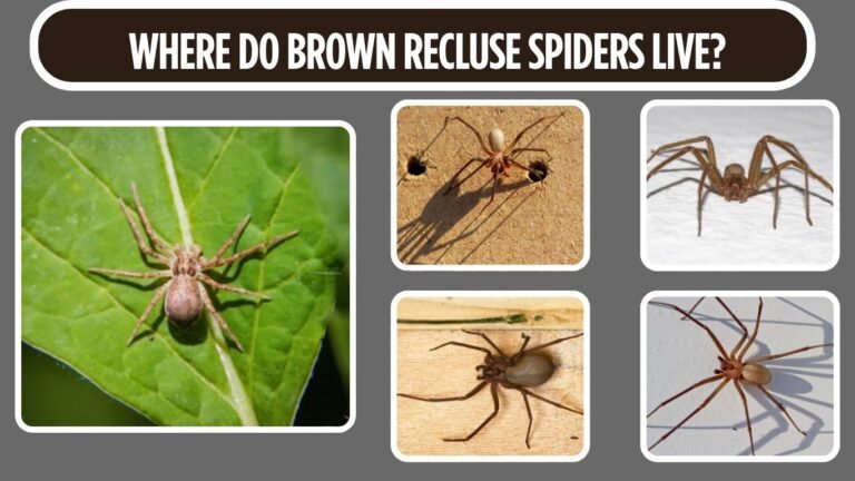 Where Do Brown Recluse Spiders Live?