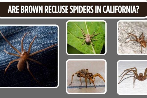 Are Brown Recluse Spiders in California?
