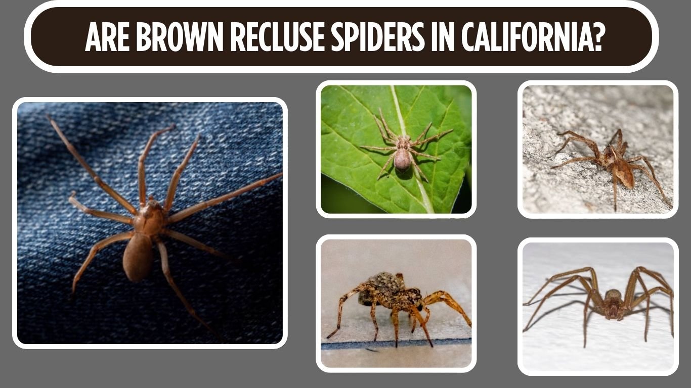 Are Brown Recluse Spiders in California?
