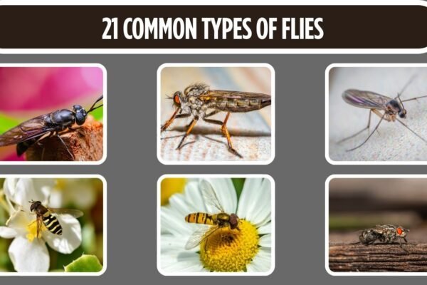 21 Common Types of Flies