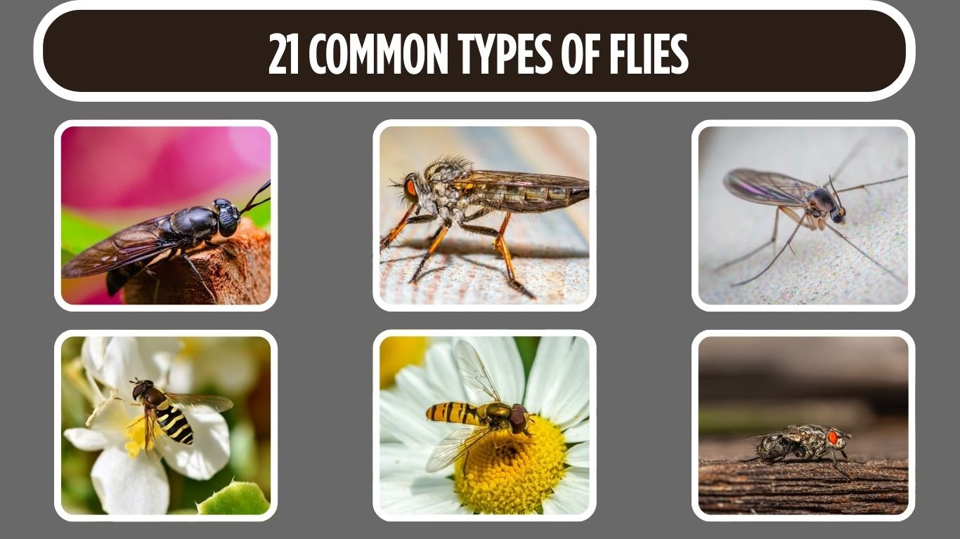 21 Common Types of Flies
