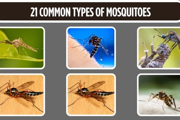 21 Common Types of Mosquitoes