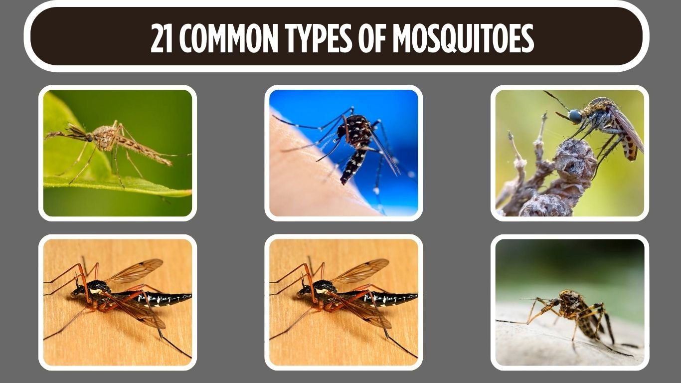 21 Common Types of Mosquitoes