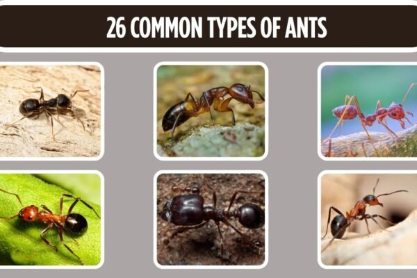26 Common Types of Ants