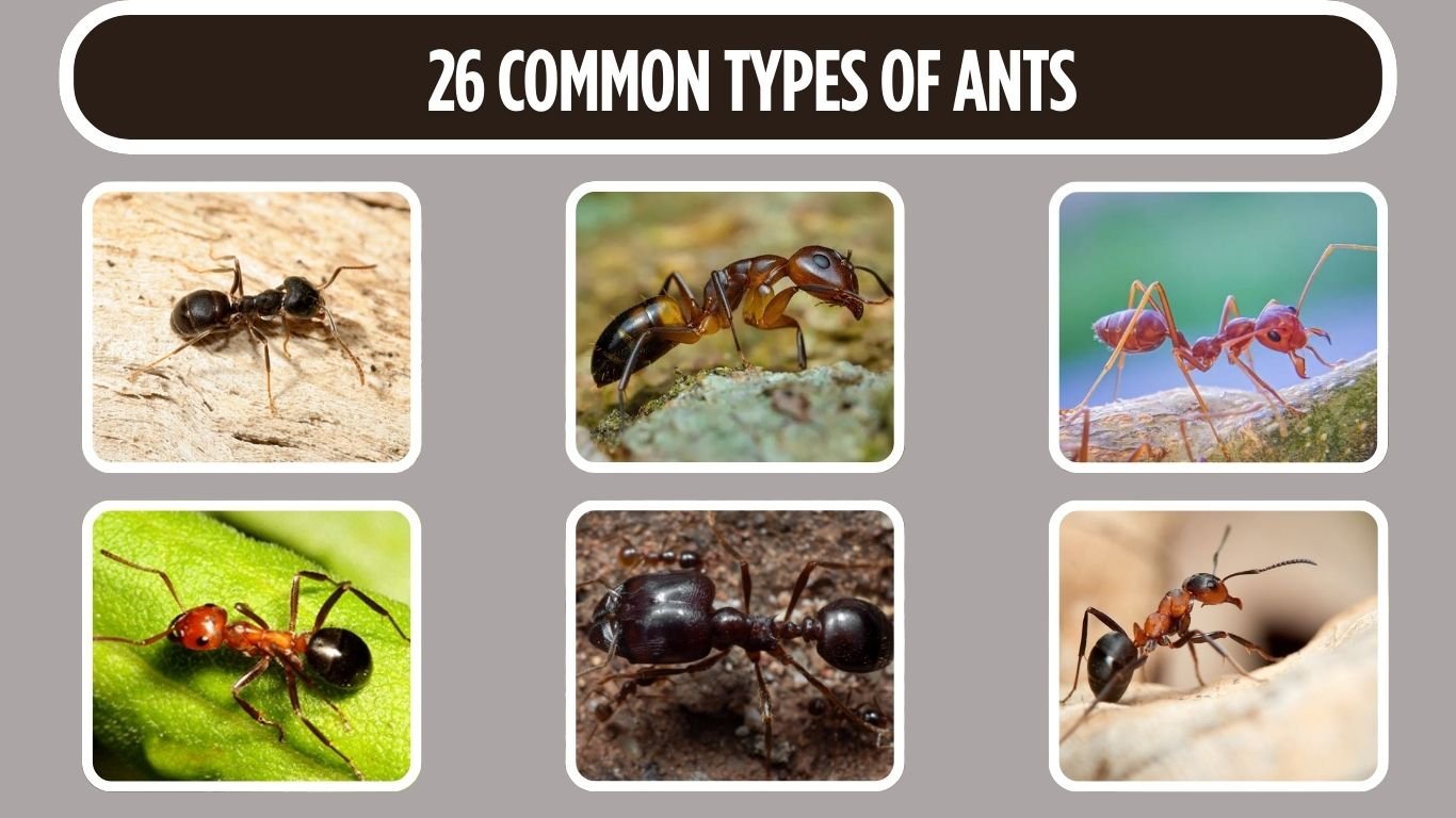 26 Common Types of Ants