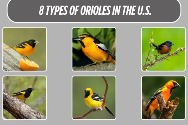8 Types of Orioles in the U.S.