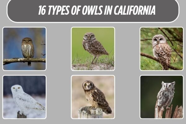 16 Types of Owls in California