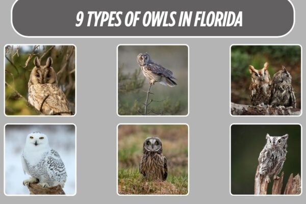 9 Types of Owls in Florida