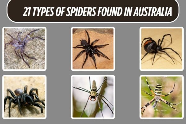 21 Types of Spiders Found in Australia
