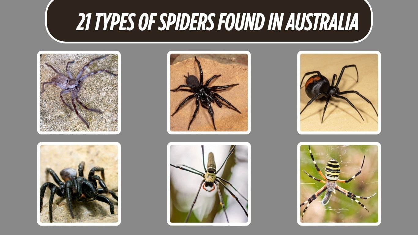 21 Types of Spiders Found in Australia