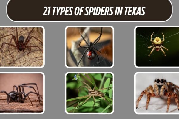 21 Types of Spiders in Texas