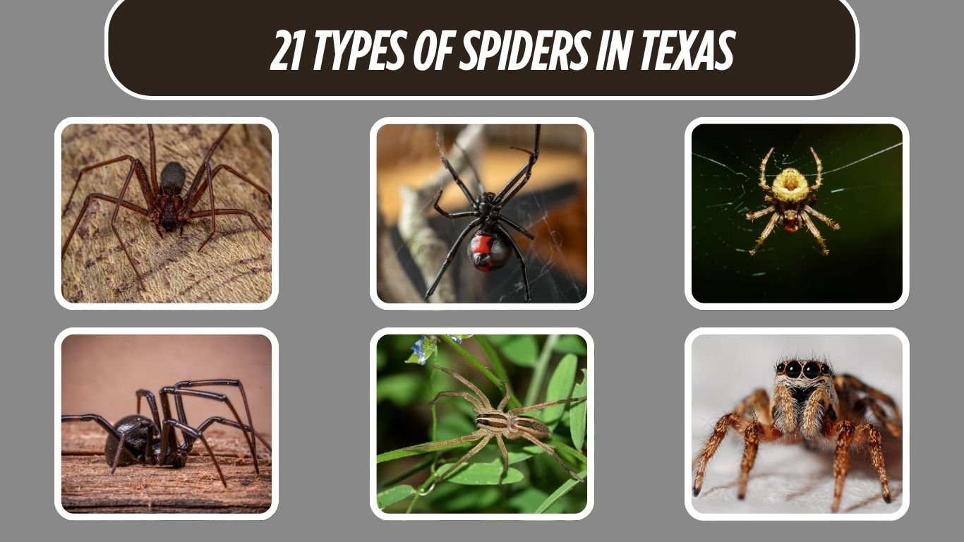 21 Types of Spiders in Texas