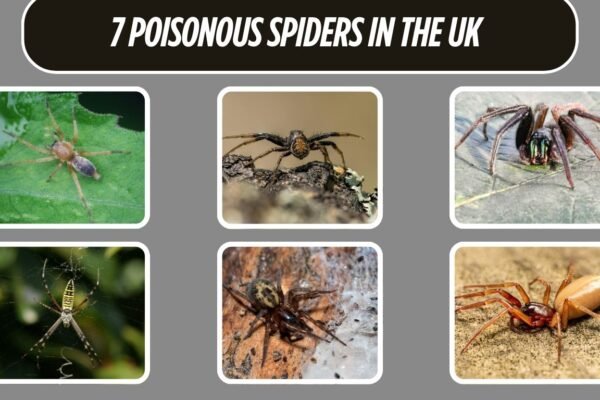 7 Poisonous Spiders in the UK