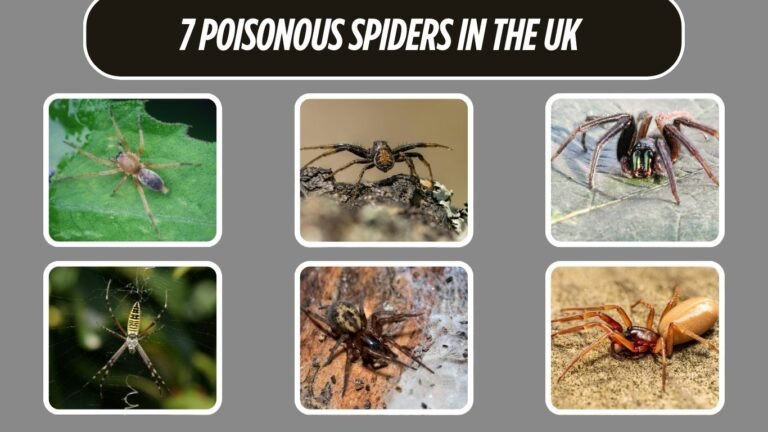7 Poisonous Spiders in the UK