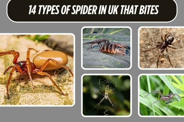 14 Types of Spider In UK That Bites