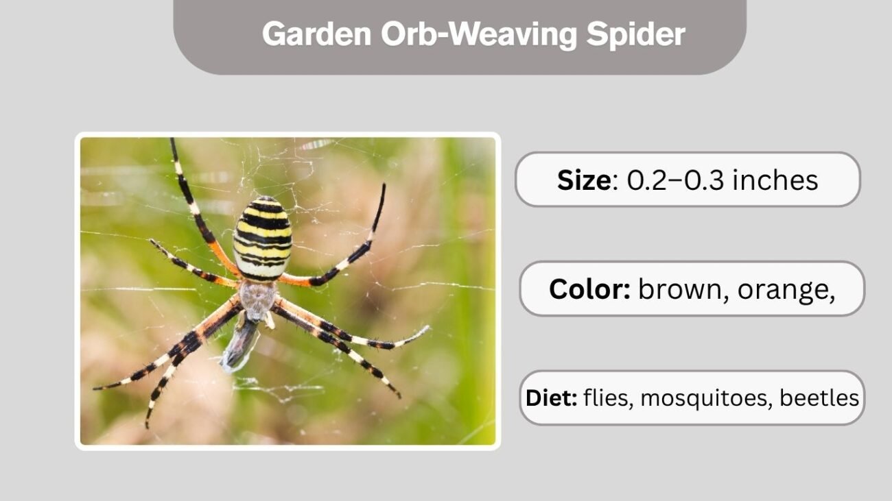 Garden Orb-Weaving Spider