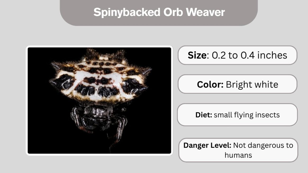 Spinybacked Orb Weaver