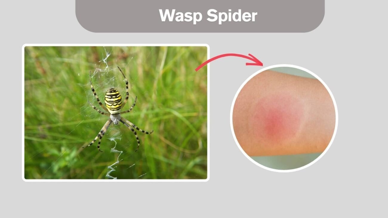 Wasp Spider