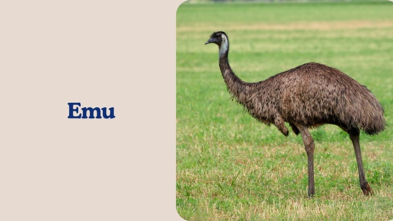 Emu