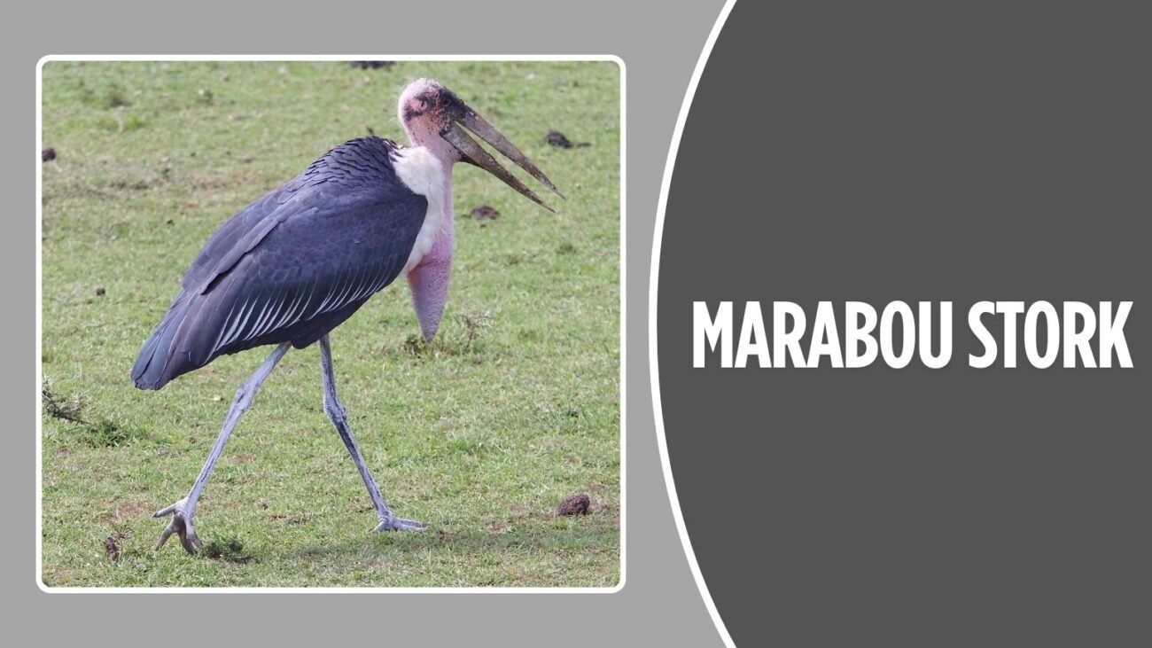 Marabou Stork