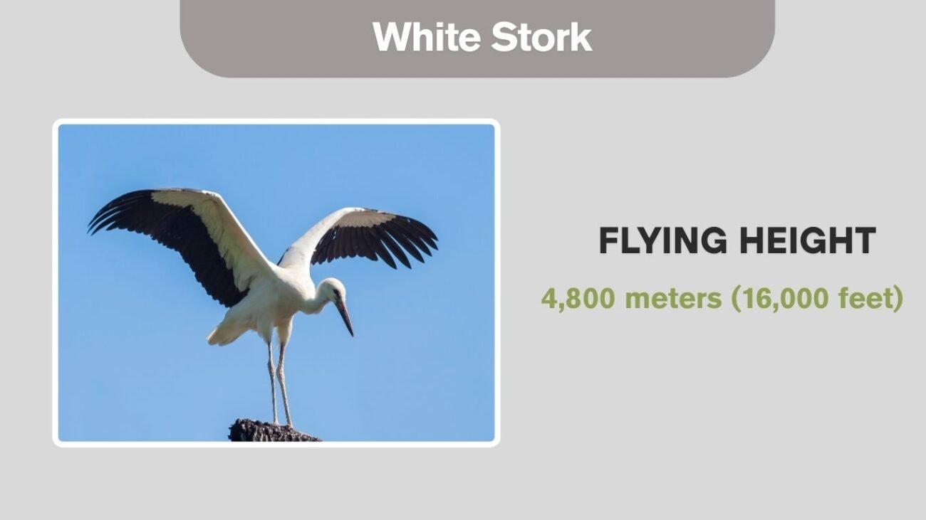 White Stork