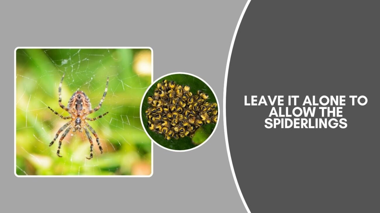 What to do if your Yellow Garden Spider has an egg sac?