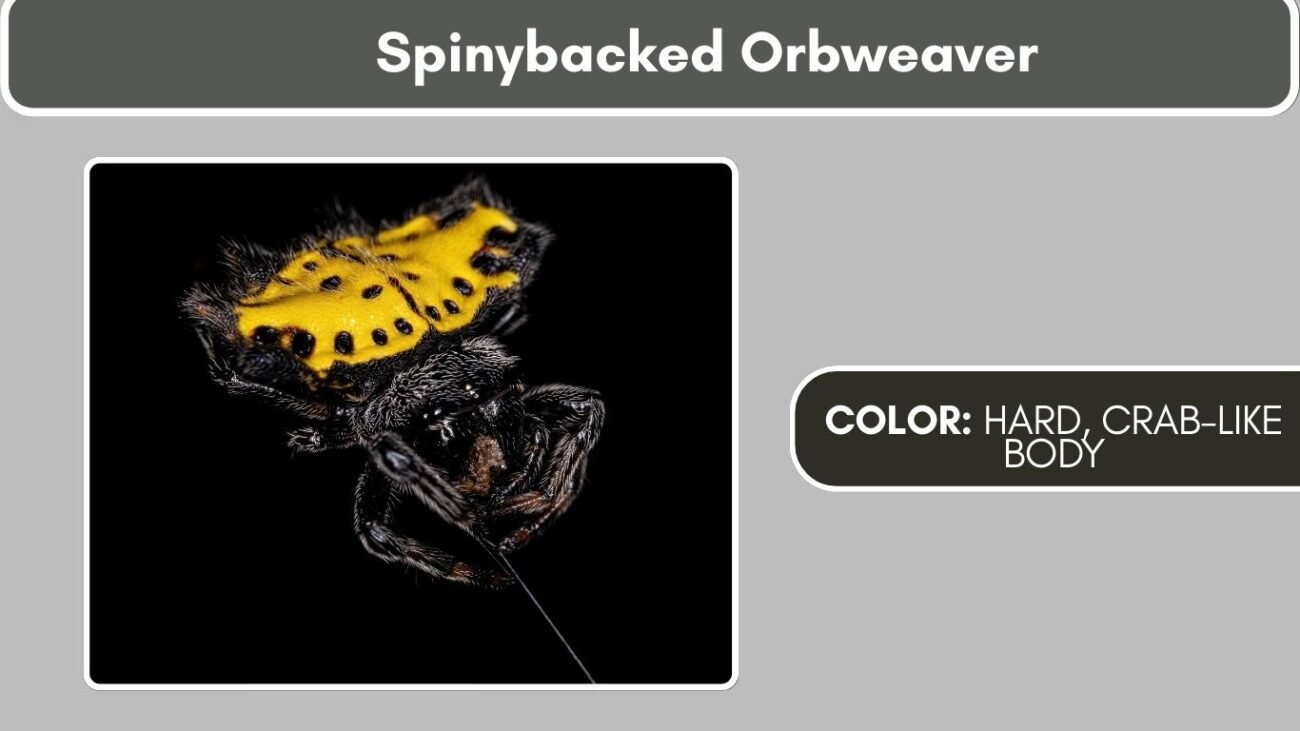 Spinybacked Orbweaver Black Spiders with White Spots, Stripes, or Markings