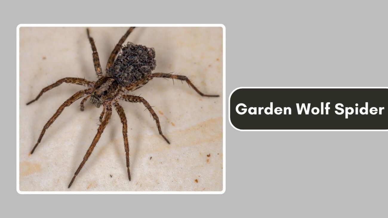 Garden Wolf Spider