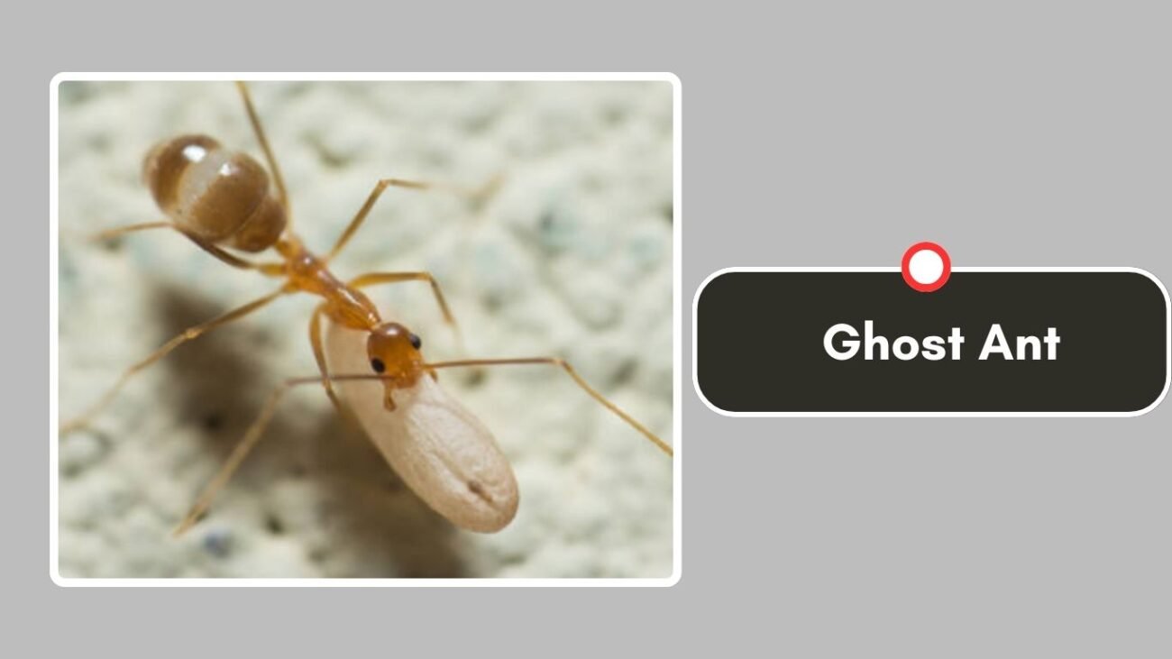 Ghost Ant