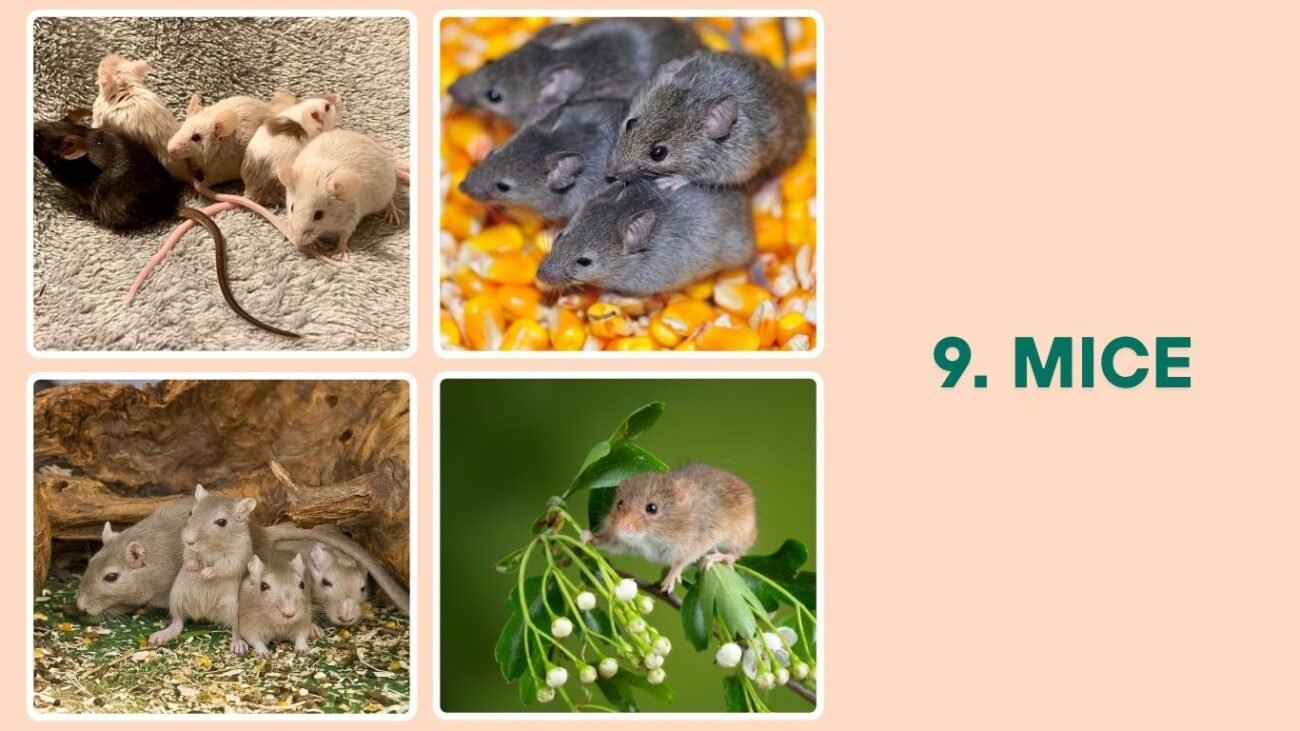 Mice