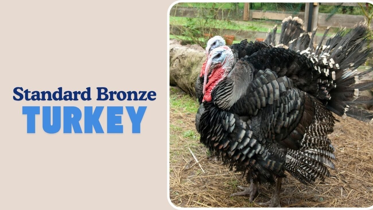 Standard Bronze