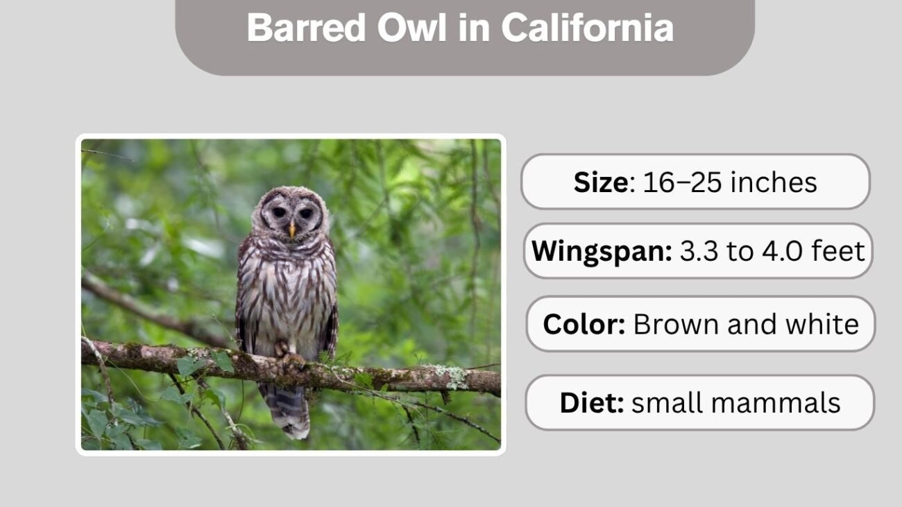 Barred Owl in California