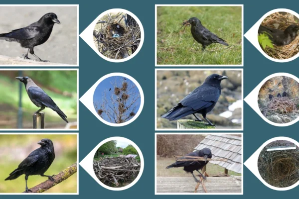 9 Types of Crow Nests Location, Nesting process & Materials