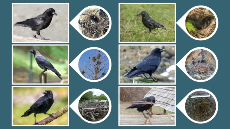 9 Types of Crow Nests: Location, Nesting process & Materials