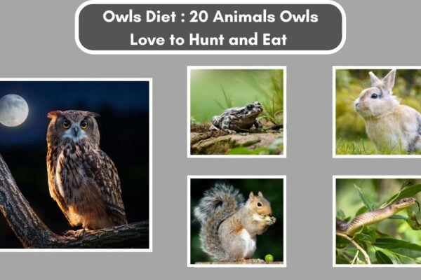 Owls Diet : 20 Animals Owls Love to Hunt and Eat 