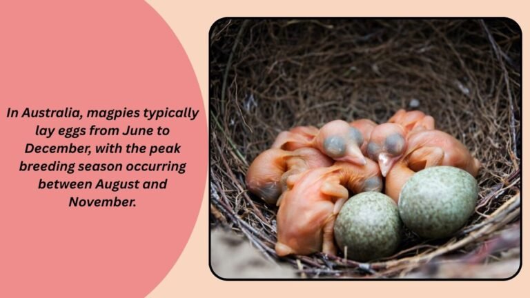 Magpie Reproduction 40 FAQs and Facts About Australian Magpies You Need to Know