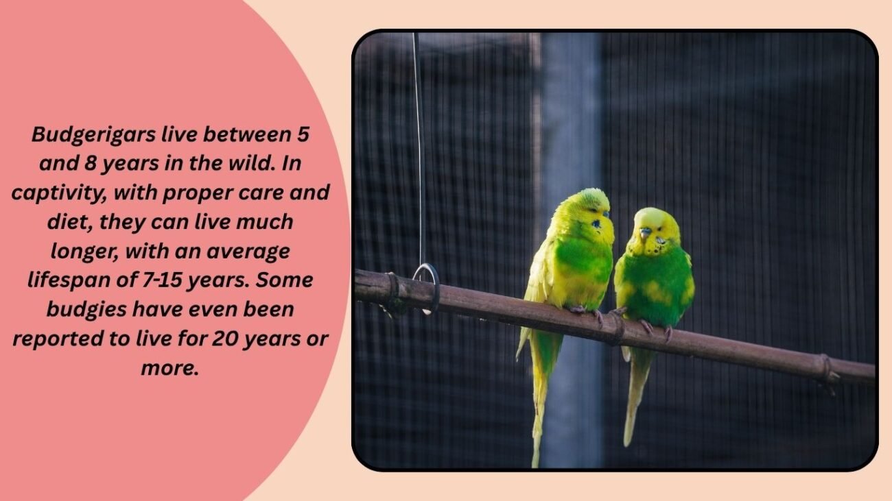 How Long Do Budgerigars Live?