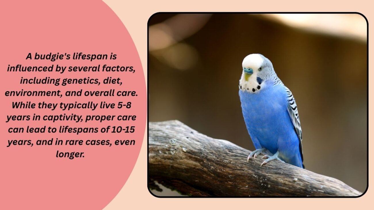 Factors That Affect a Budgie’s Lifespan