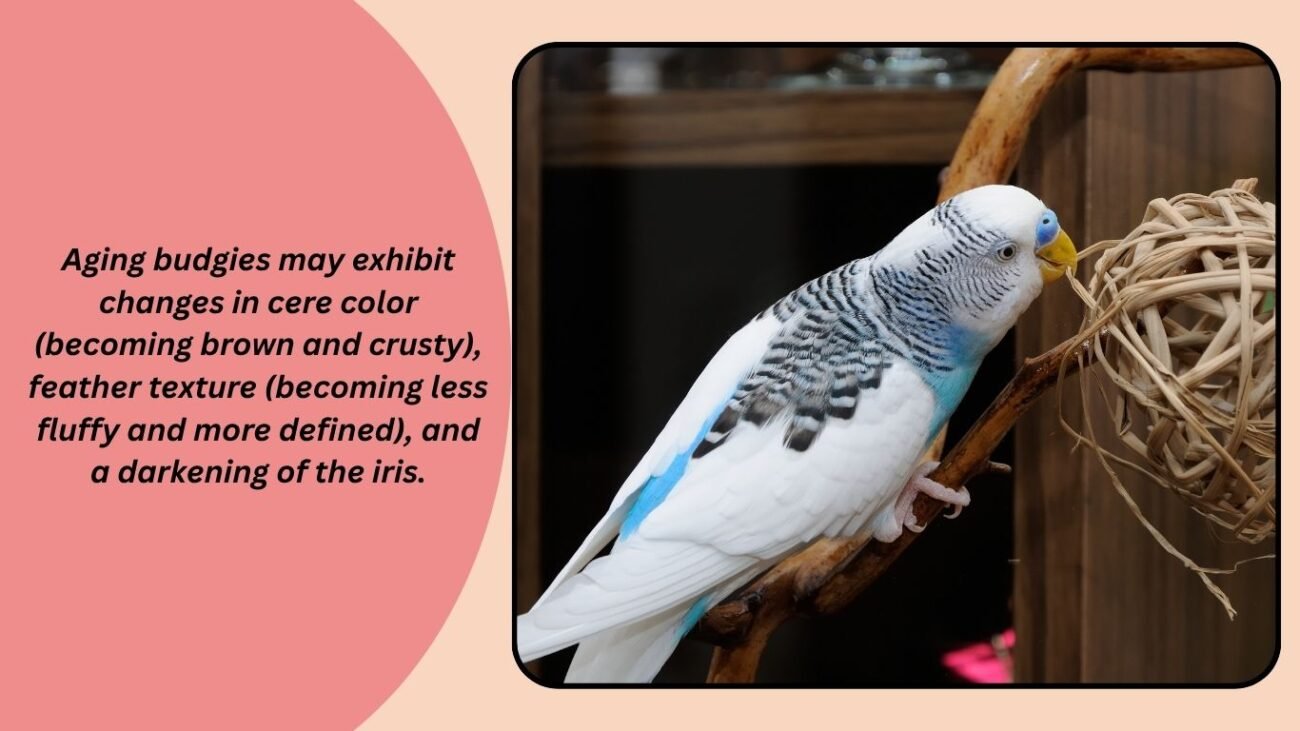 Signs Your Budgie Is Aging