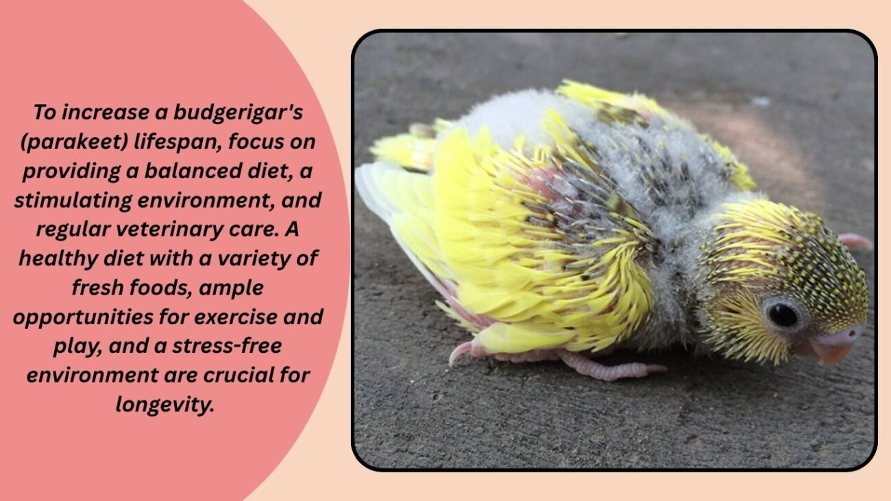 Tips to Increase Your Budgerigar’s Lifespan