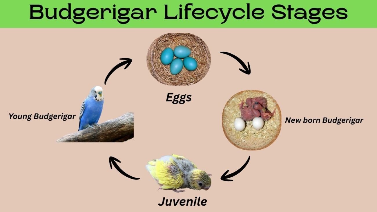 Budgerigar Lifecycle Stages