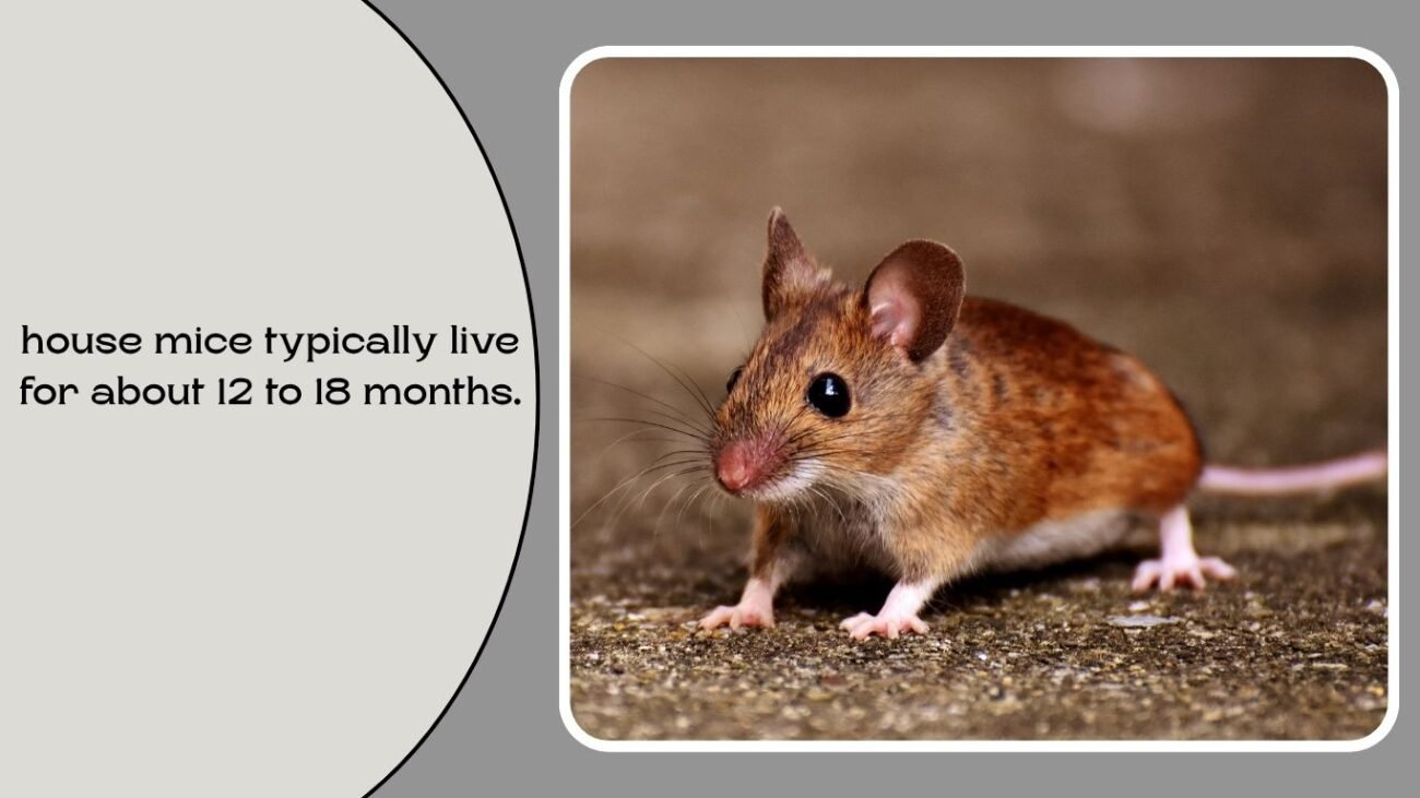 How long does a house mouse live?