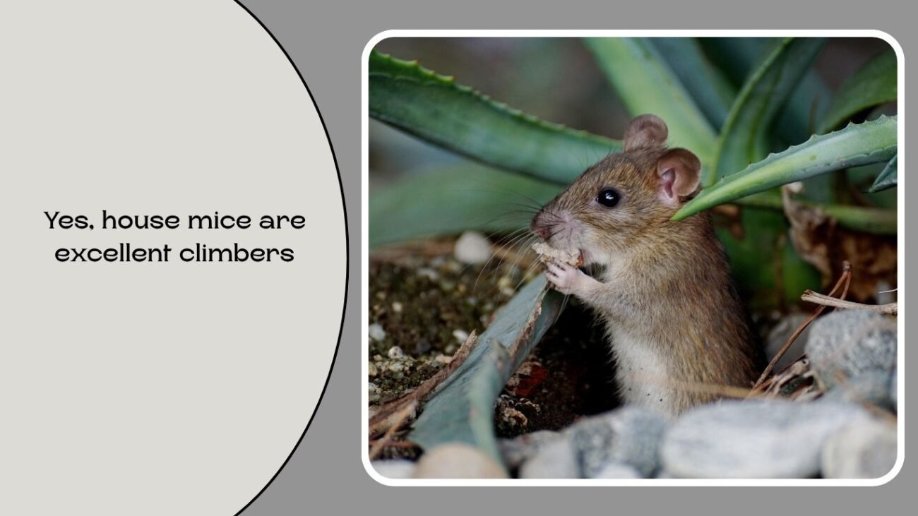 Can a house mouse climb walls?